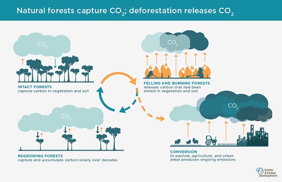 Infographic of carbon cycles in rainforests