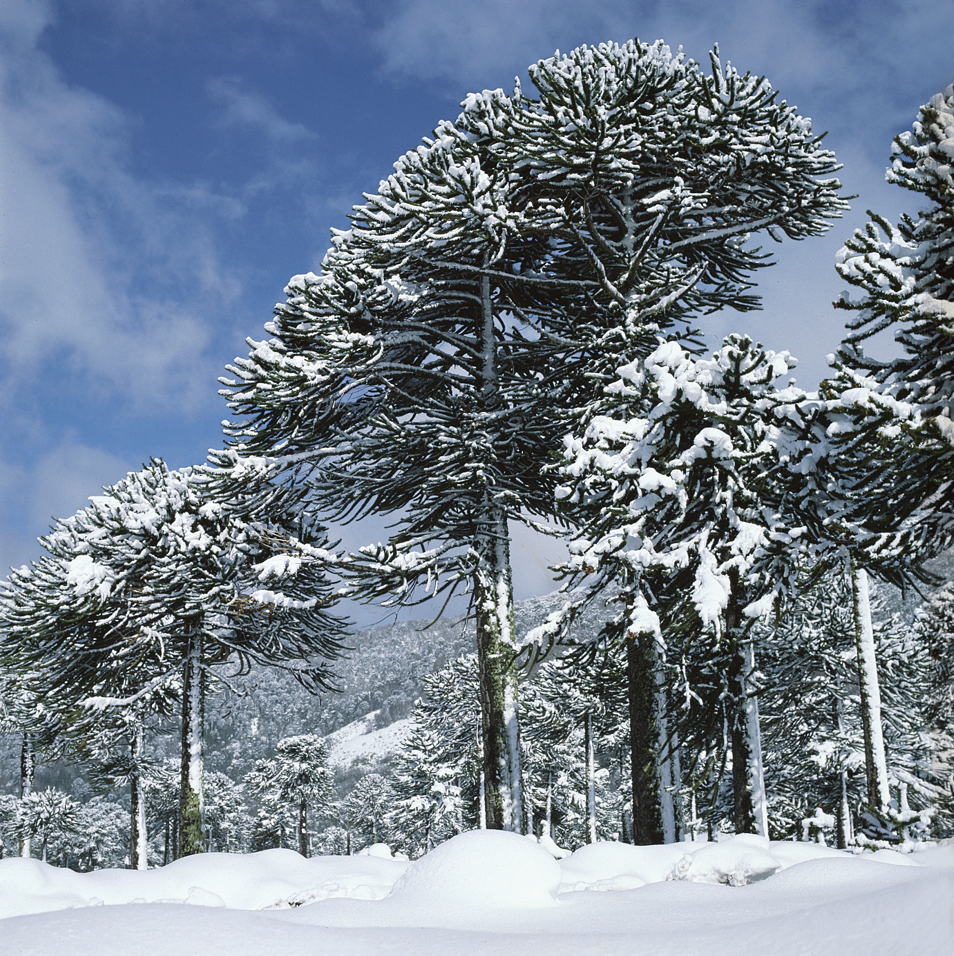 Conguillio National Park