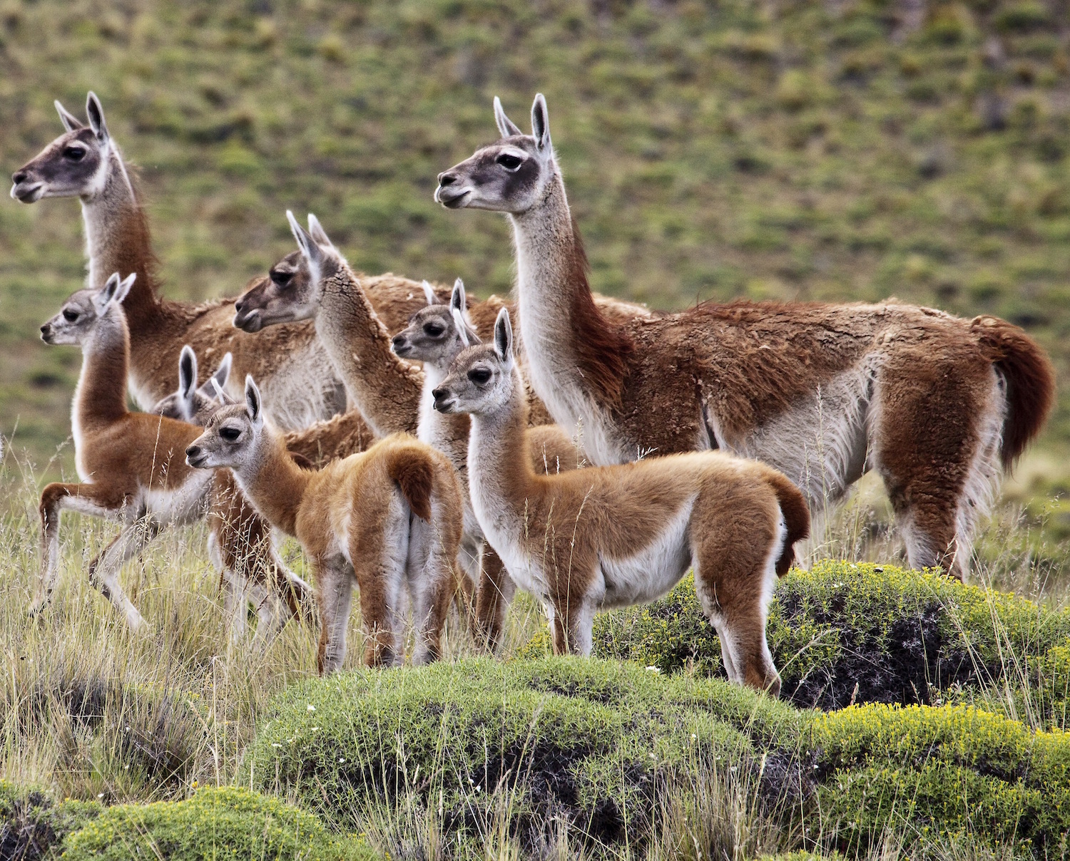 Chile