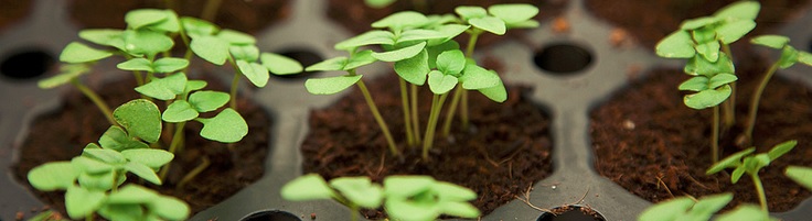 Lettuce from Plant Chicago