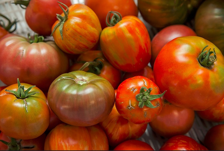 Tomatoes from Plant Chicago