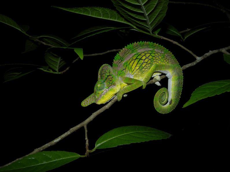 Chameleon in Madagascar