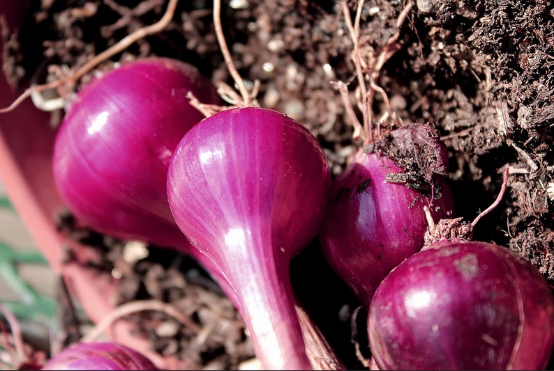 Onions