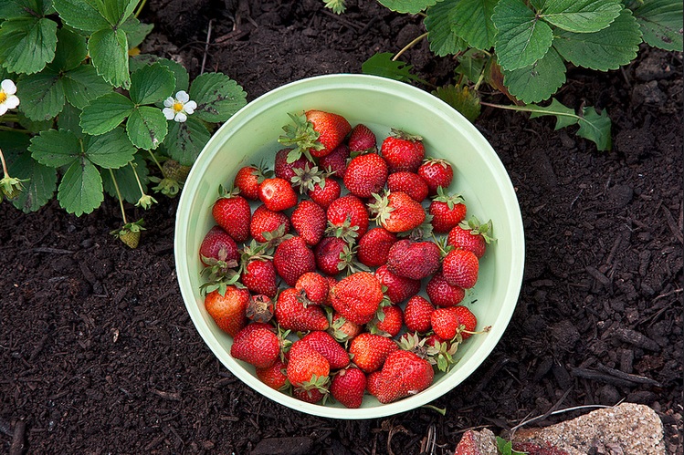 Strawberries from Plant Chicago