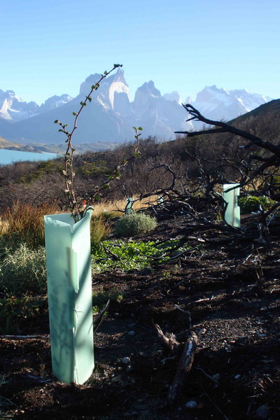 A tree from a Reforestemos Patagonia site in Chile