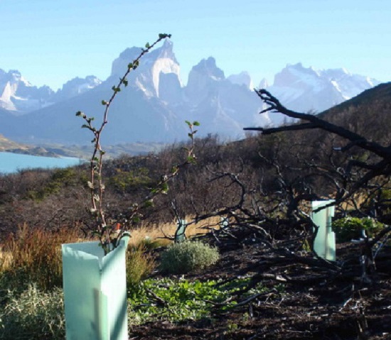 Tree planting in Patagonia