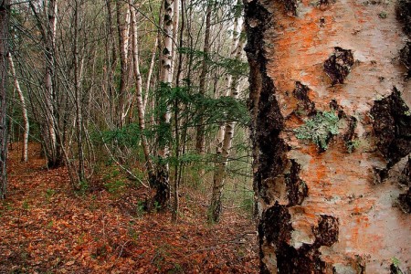 Birch trees in forest