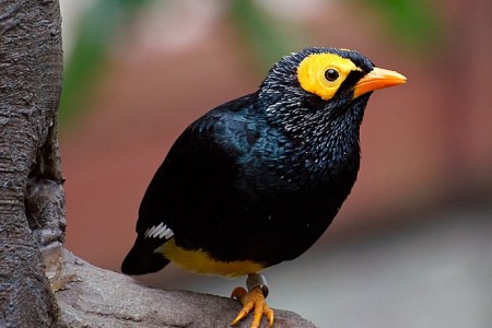 Myna Bird image
