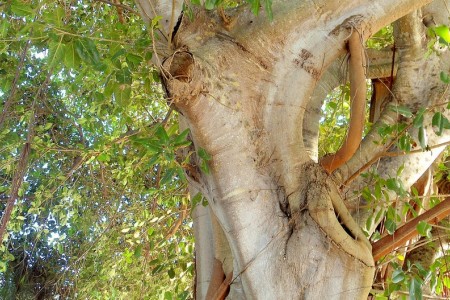 Tree in Florida