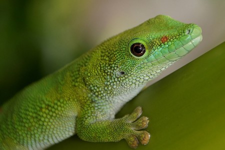 Madagascar gecko