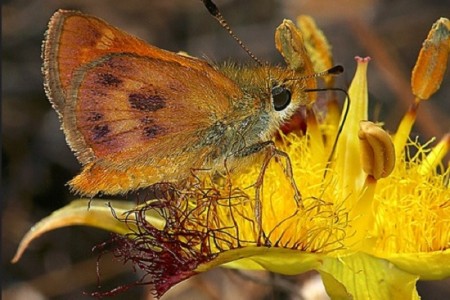 Rural skipper insect in San Luis Obispo