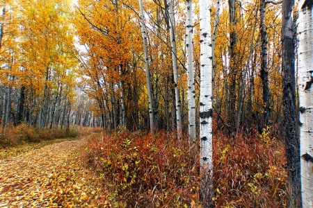 Birch trees Thumbnail