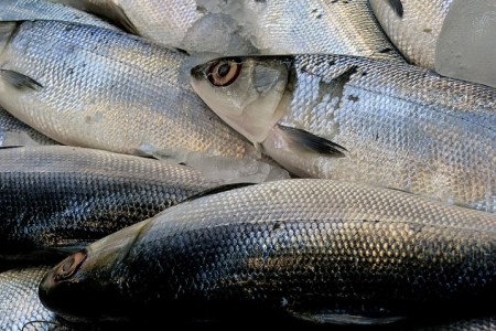 Fish at Market