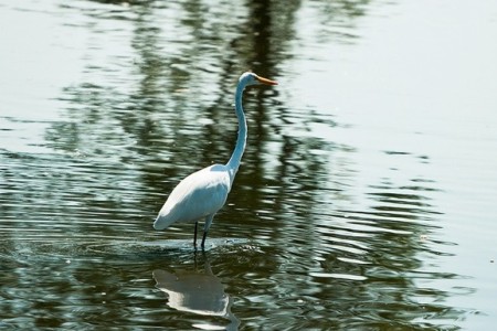 Bird in Water