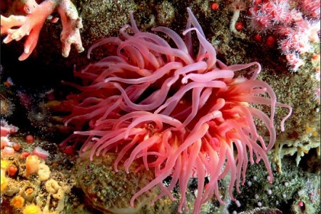 Coral