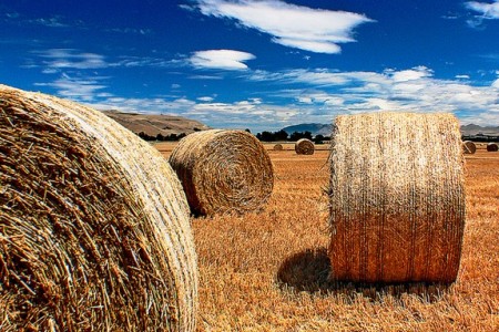 Hay Bales