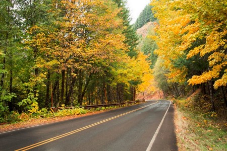 Yellow Trees