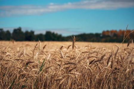 Wheat Field