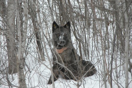The Defense Department helps this Minnesota wolf defend its turf.