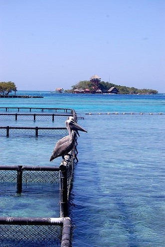 Colombia pelicans