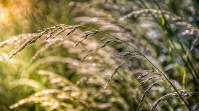 Grass waving