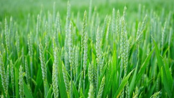 Green Wheat image
