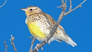 Meadowlark