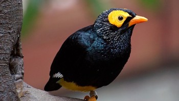 Myna Bird image
