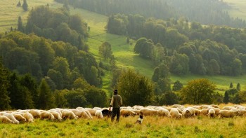 Herding sheep image
