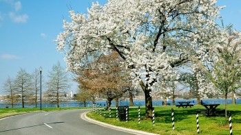 Washington, DC foliage