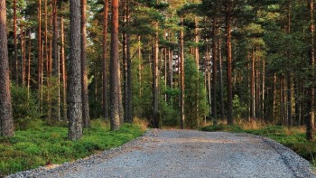 Forest Road