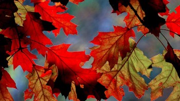 Fall leaves on tree