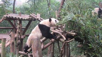 Panda in Chengdu