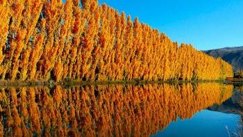 Poplar trees near water