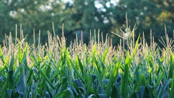 Corn field