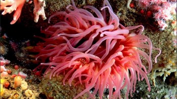 Coral