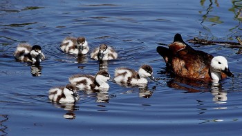 Paradise ducks swimming as a group