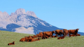 Stock image of cattle