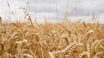 Wheat under a cloud