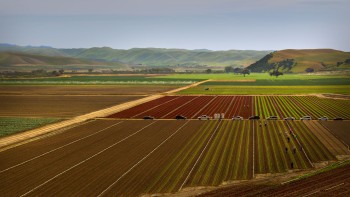 Lettuce crops in California