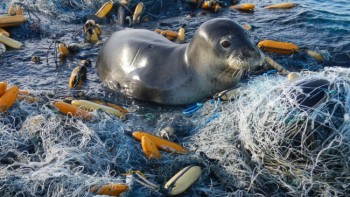 A Hawaiian monk seal amid marine pollution