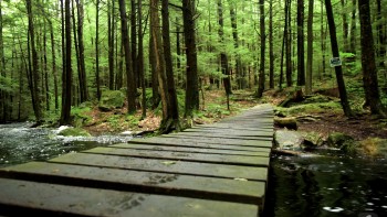 Forest in Royalston, MA