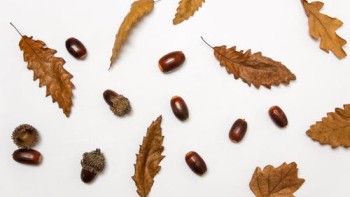 Markets for a range of grains can grow widely and quickly