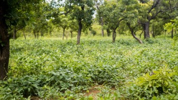 Where careers and cycles grow? 