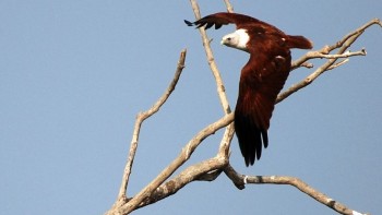 Nobody in conservation finance can fly far who flies alone