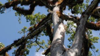A tree in Guatemala, courtesy "RS" on Flickr