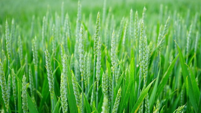 Green Wheat image