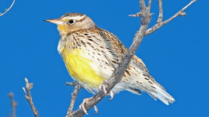 Meadowlark