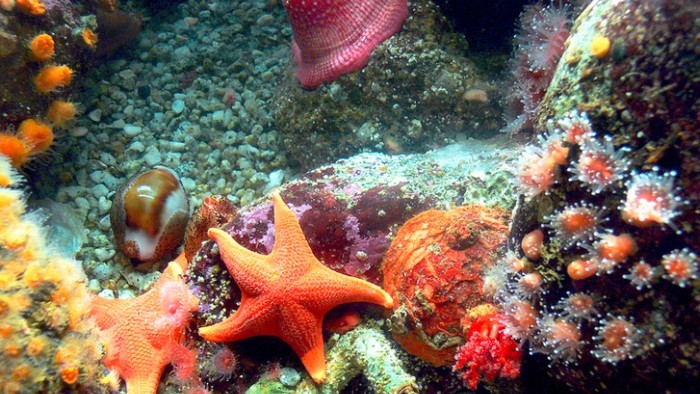 Coral at Monterey Aquarium