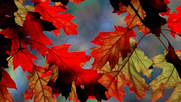 Fall leaves on tree